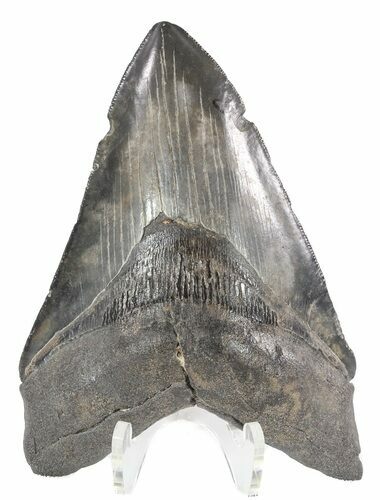 Megalodon Tooth - South Carolina #48378